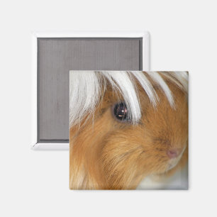 Aimant Joli, péruvien, bouffon et visage blanc de cochon 