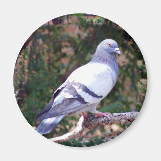 Aimant Joli Pigeon