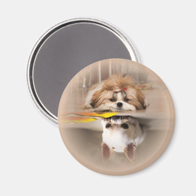 Aimant Joli shih tzu et chihuahua (Recto/Verso)