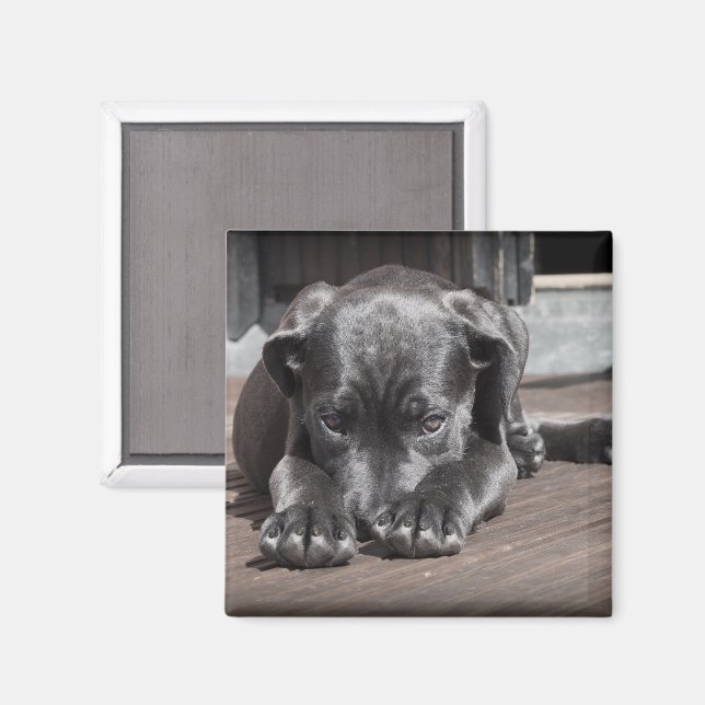 Aimant Joli Shop Great Dane Puppy (Recto/Verso)
