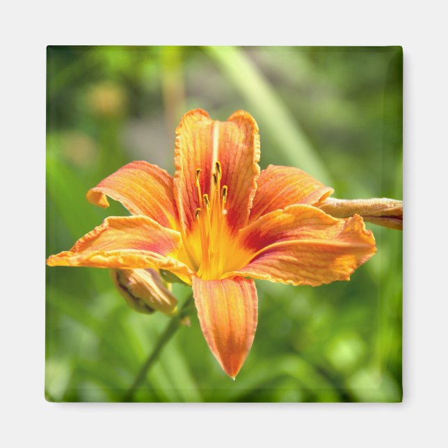 Aimant Jolie grande fleur Lily photo (Devant)
