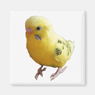 Aimant Jolie Parakeet Jaune Amical Animaux de compagnie P