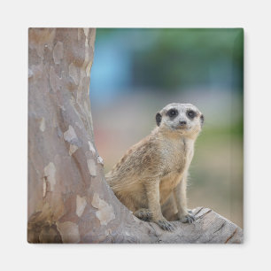 Aimant Jolie suricate assise sur un arbre