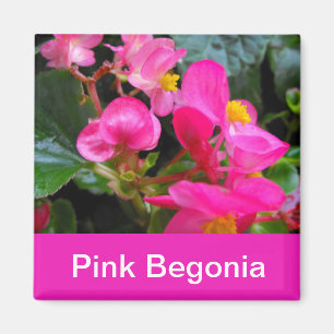 Aimant jolies fleurs de begonia rose