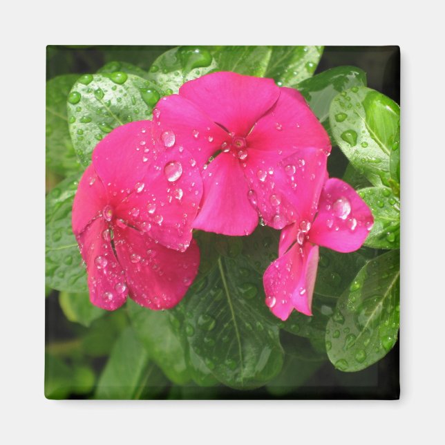 Aimant Jolies fleurs roses de printemps en macrophotograp (Devant)