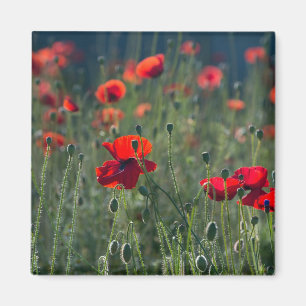 Aimant Jolies Pavots dans une Prairie Sauvage Photo