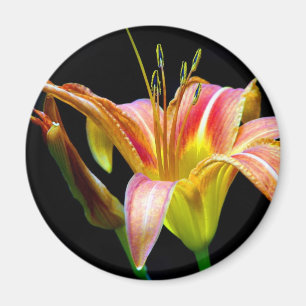Aimant Jolis vêtements et cadeaux Tawny Daylily II