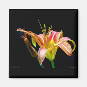 Aimant Jolis vêtements et cadeaux Tawny Daylily II