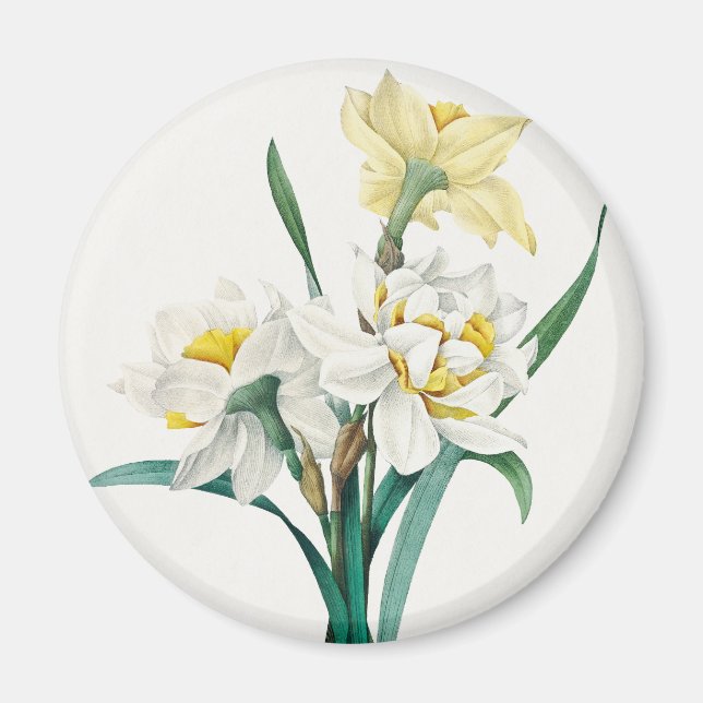 Aimant Jonquille double, Pierre-Joseph Redouté, 1827 (Devant)