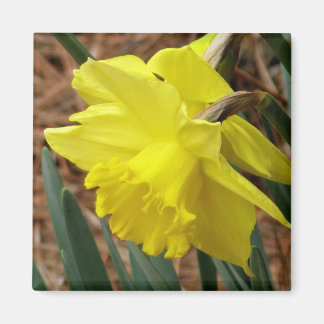Aimant jonquille du printemps