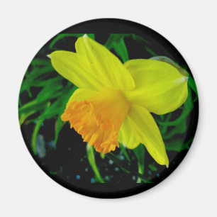 Aimant jonquille orange jaune