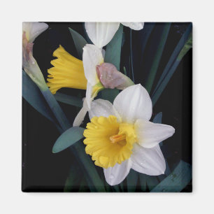 Aimant Jonquilles
