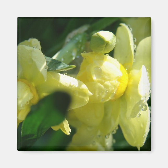 Aimant Jonquilles avec gouttelettes d'eau (Devant)