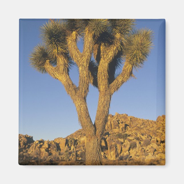 Aimant Joshua Tree, Yucca brevifolia) et granit (Devant)