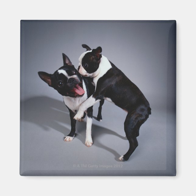 Aimant Jouer Boston Terriers (Devant)
