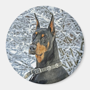 Aimant Jour de Fosty de dobermann