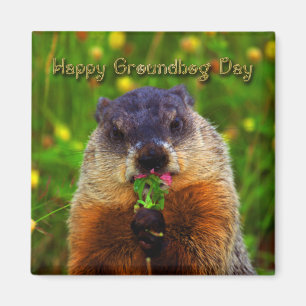 Aimant Jour de Groundhog heureux mangeant la fleur