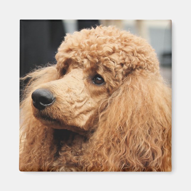 Aimant Jour des canicules 2010 #19 (Devant)