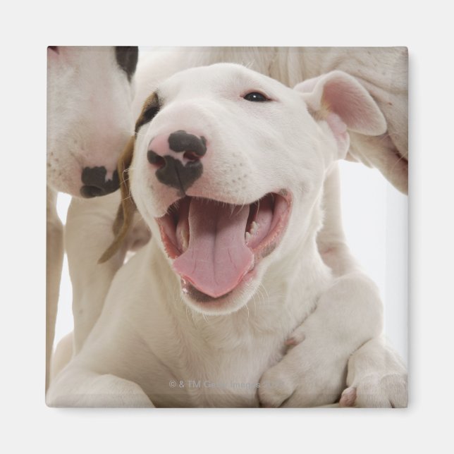 Aimant Joyful Bull terriers (Devant)