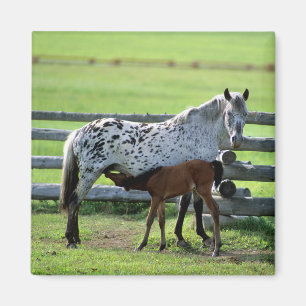Aimant Jument Appaloosa et poulain