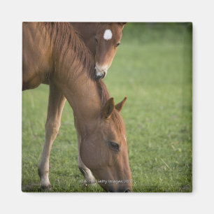 Aimant Jument et colt quarts américains de cheval dans l