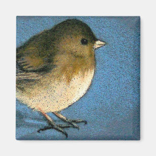 AIMANT JUNCO BIRD DRAWING