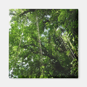 Aimant Jungle Ropes Rainforest Photographie
