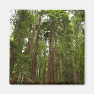 Aimant Jusqu'aux séquoias I à Muir Woods National Monumen