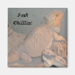 Aimant Juste Chillin' - Dragon barbu