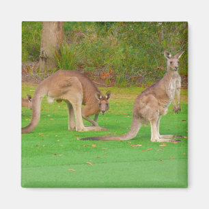 Aimant kangaroos