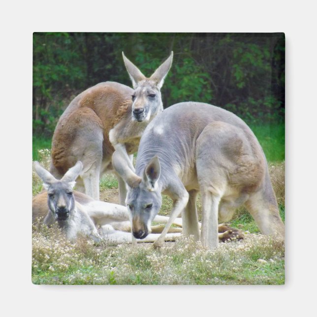 Aimant Kangaroos australien se relaxer au soleil (Devant)