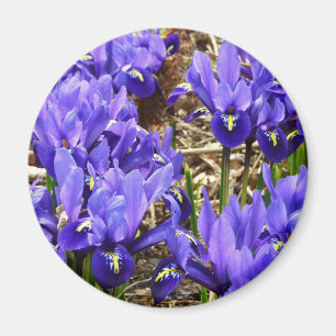 Aimant Katherine Hodgkin Irises Printemps Violet Floral