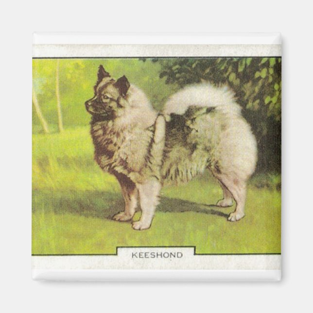 Aimant Keeshond (Devant)