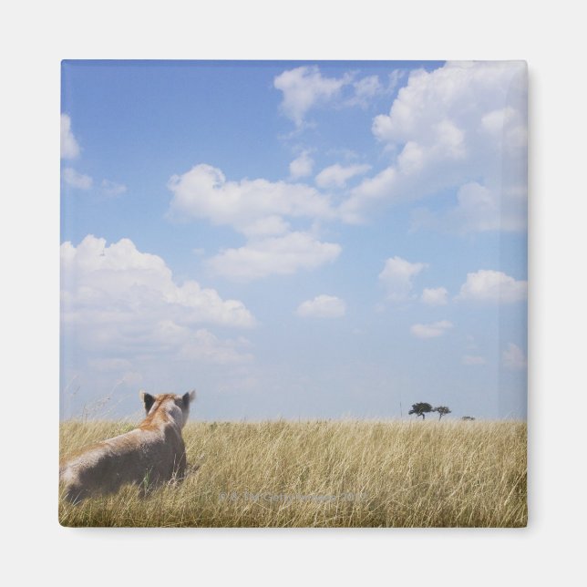 Aimant Kenya, Masai Mara (Devant)