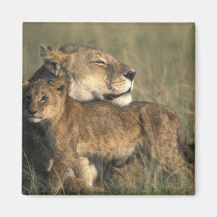 Aimant Kenya, réserve de gibier Masai Mara, lionne