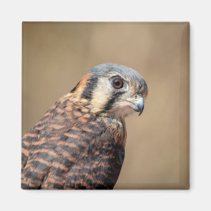 Aimant Kestrel américain