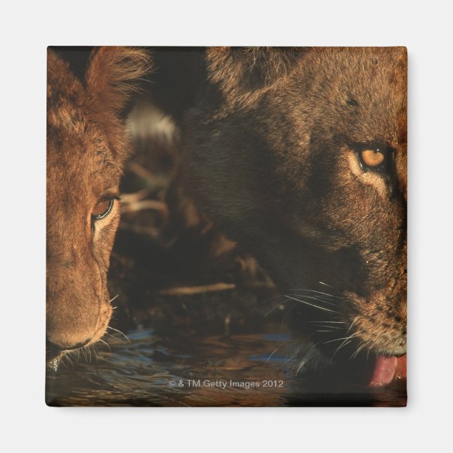 Aimant Khwai River, Réserve faunique de Moremi, Botswana (Devant)