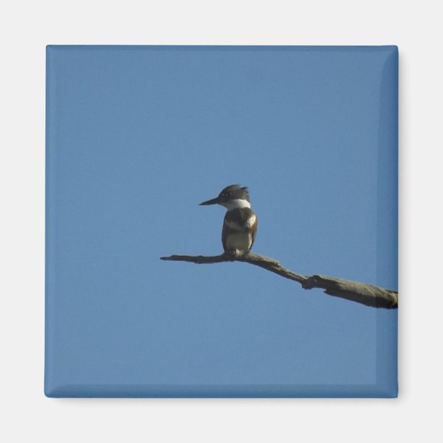 Aimant King Fisher (Devant)