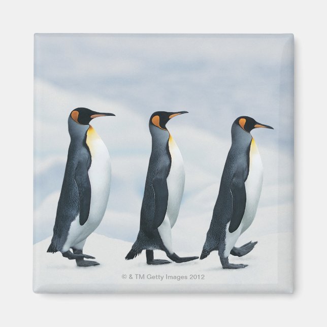 Aimant King Penguins marchant dans un seul fichier (Devant)