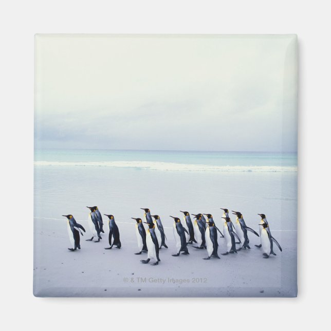 Aimant King pingouins (Devant)