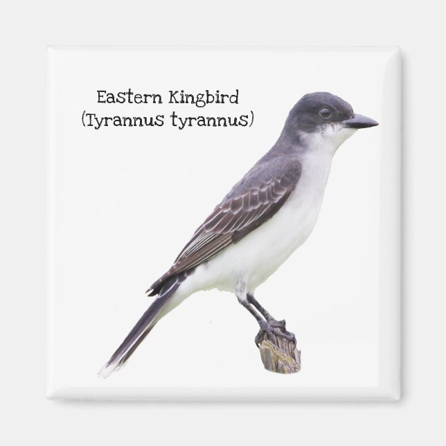 Aimant Kingbird (Devant)