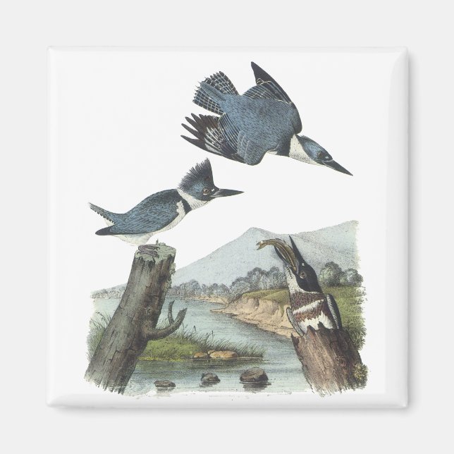 Aimant Kingfisher Belted, John Audubon (Devant)