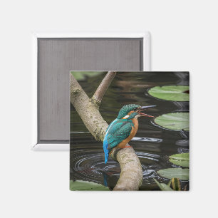 Aimant Kingfisher Bird