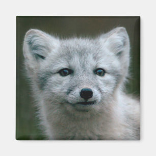 Aimant Kit de Fox arctique des images   de Getty