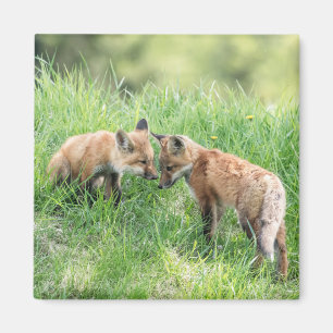 Aimant Kits Red Fox