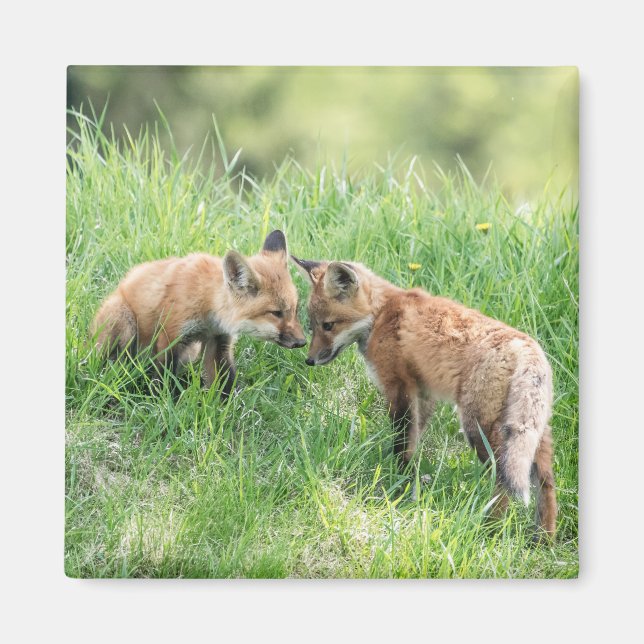 Aimant Kits Red Fox (Devant)