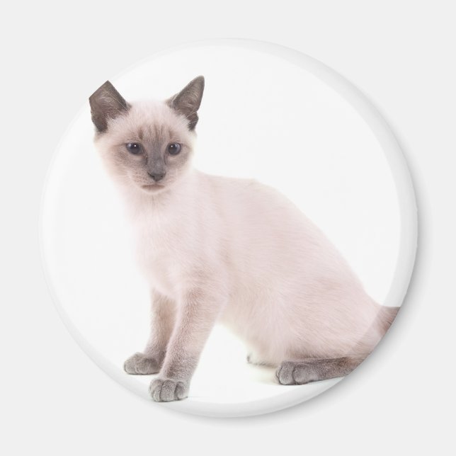 Aimant kitten (Devant)