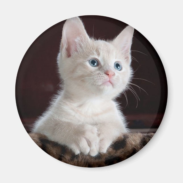 Aimant Kitten blanc vulnérable (Devant)