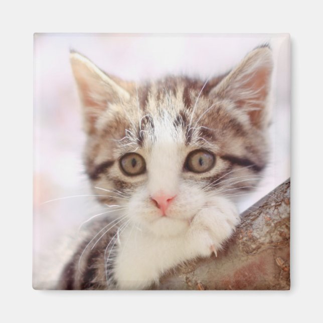 Aimant Kitten Dans Un Arbre (Devant)