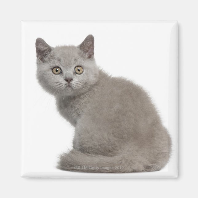 Aimant Kitten de Shorthair britannique (10 semaines) (Devant)